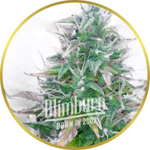 Northern Lights Feminized Seeds for sale from Blimburn