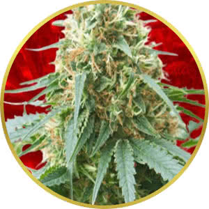 Northern Lights Feminized Seeds for sale from Crop King