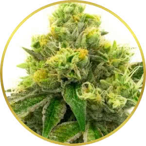 Northern Lights Feminized Seeds for sale from Homegrown