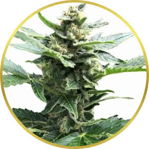 Northern Lights Feminized Seeds for sale from ILGM