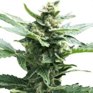 Northern Lights Feminized Seeds for sale from IGLM