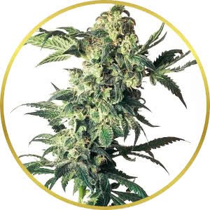 Northern Lights Feminized Seeds for sale from Seedsman by Sensi