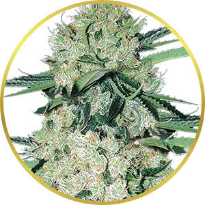 Diesel Auto Feminized Seeds for sale from Crop King
