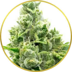 NYC Diesel Feminized Seeds for sale from Homegrown