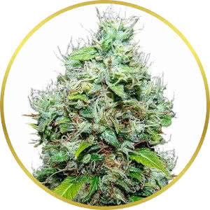 NYC Diesel Feminized Seeds for sale from ILGM