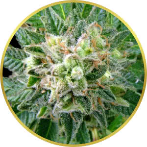 NYC Diesel Feminized Seeds for sale from Seedsman by Dinafem