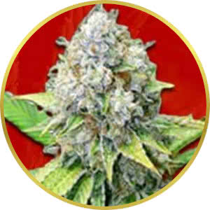 OG Kush Feminized Seeds for sale from Crop King
