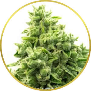 Buy OG Kush Marijuana Seeds USA - Abundant Life Seeds