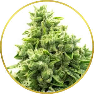 OG Kush Feminized Seeds for sale from Homegrown