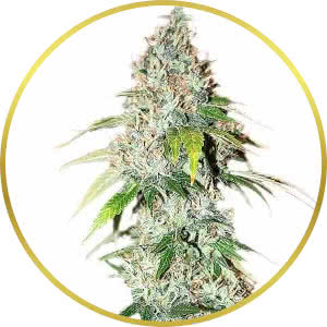 OG Kush Feminized Seeds for sale from ILGM