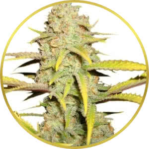 OG Kush Feminized Seeds for sale from Seedsman by Royal Queen Seeds