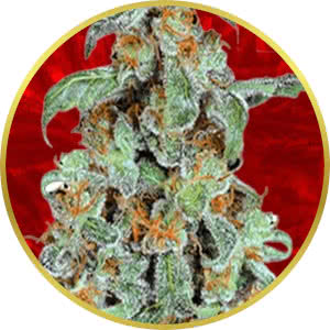 Orange Bud Feminized Seeds for sale from Crop King