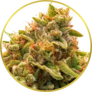 Orange Bud Feminized Seeds for sale from Homegrown