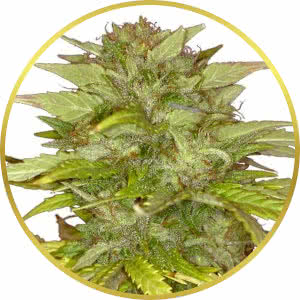 Orange Bud Feminized Seeds for sale from ILGM