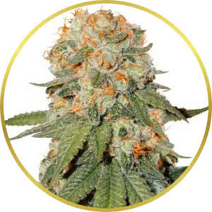 Orange Bud Feminized Seeds for sale from Seedsman by Dutch Passion
