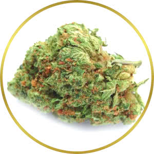 Orange Bud Feminized Seeds for sale from SeedSupreme