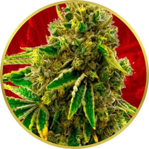 Pineapple Haze Feminized Seeds for sale from Crop King
