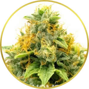  Pineapple Haze Feminized Seeds for sale from Homegrown