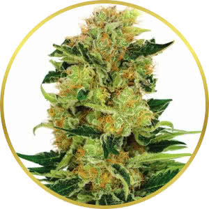 Pineapple Haze Feminized Seeds for sale from ILGM