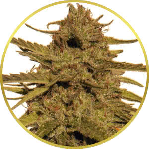 Pineapple Haze Regular Seeds for sale from Seedsman by Barney's Farm