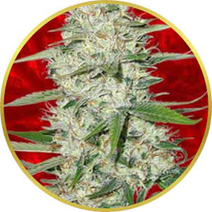 Power Plant Feminized Seeds for sale from Crop King