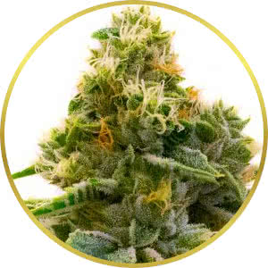 Power Plant Feminized Seeds for sale from Homegrown