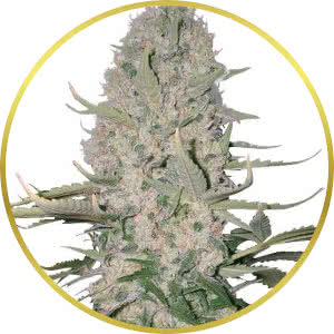 Power Plant Feminized Seeds for sale from ILGM