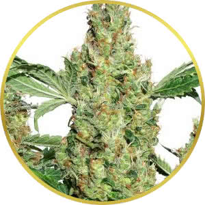 Power Plant Feminized Seeds for sale from Seedsman by Dutch Passion