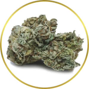 Power Plant Feminized Seeds for sale from SeedSupreme