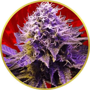 Purple Haze Feminized Seeds for sale from Crop King