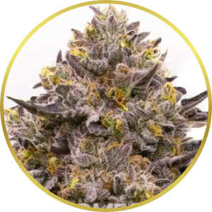 Purple Haze Feminized Seeds for sale from Homegrown