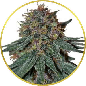 Purple Haze Feminized Seeds for sale from ILGM