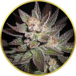 Purple Haze Feminized Seeds for sale from Seedsman by G13 Labs
