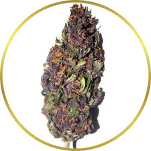 Purple Haze Feminized Seeds for sale from SeedSupreme