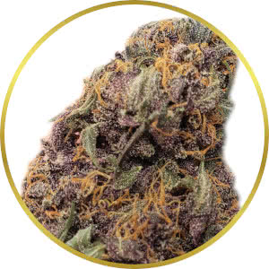 Purple Kush strain bud closeup