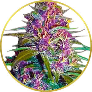 Purple Kush Feminized Seeds for sale from Crop King