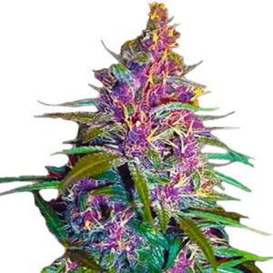 Purple Kush Feminized Seeds for sale from Crop King