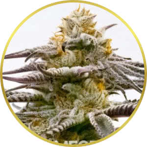 Purple Kush Feminized Seeds for sale from Homegrown