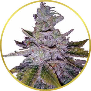 Purple Kush Feminized Seeds for sale from ILGM