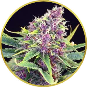 Purple Kush Feminized Seeds for sale from Seedsman by Kannabia