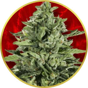 Skywalker OG Feminized Seeds for sale from Crop King