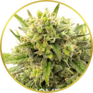 Skywalker OG Feminized Seeds for sale from Homegrown