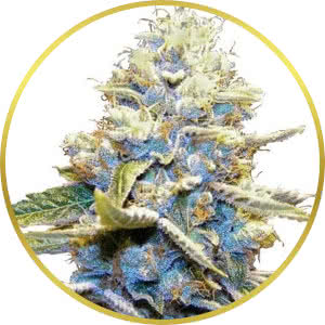 Skywalker OG Feminized Seeds for sale from ILGM