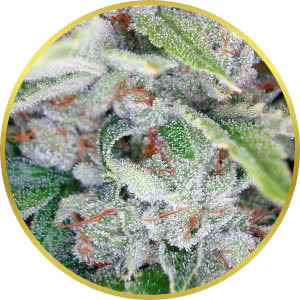 Skywalker OG Feminized Seeds for sale from Seedsman by DNA Genetics