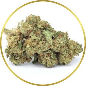 Skywalker OG Feminized Seeds for sale from SeedSupreme