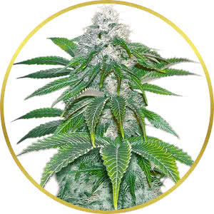 Sour Diesel Feminized Seeds for sale from Crop King