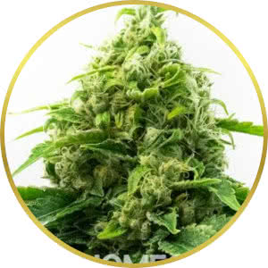 Sour Diesel Feminized Seeds for sale from Homegrown