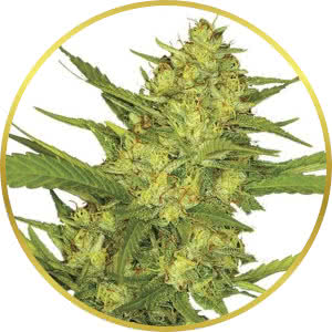 Sour Diesel Feminized Seeds for sale from ILGM