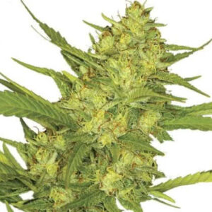 Sour Diesel Feminized Seeds for sale from IGLM