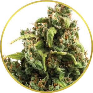 Sour Diesel Feminized Seeds for sale from Seedsman by Royal Queen Seeds